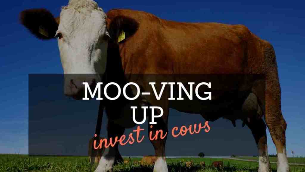 Investing in cows